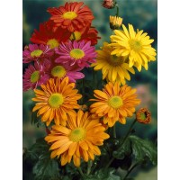 Drobnocvetna krizantema "Trio" Ø lončka pribl. 12 cm Chrysanthemum