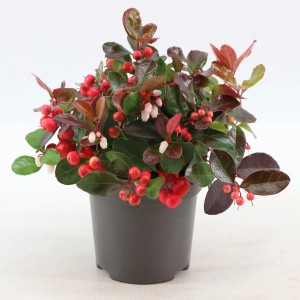 Gaulterija "Big Berry" višine 15 cm Ø lončka 10 cm Gaultheria procumbens