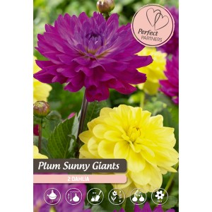 Dalije mešanica "Plum Sunny Giants"