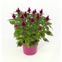 Petelinov greben "Deep Purple" višine 30-35 cm Ø lončka 12 cm Celosia argentea