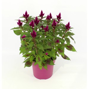Petelinov greben "Deep Purple" višine 30-35 cm Ø lončka 12 cm Celosia argentea