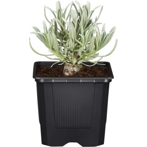 GROW by OBI Bela sivka "Alba" pribl. 10-20 cm Lavandula angustifolia
