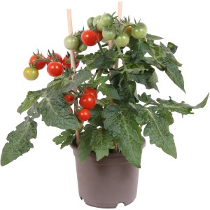 GROW by OBI Češnjev paradižnik rdeč "Pick & Joy" višina 25-35 cm Ø lončka 12 cm