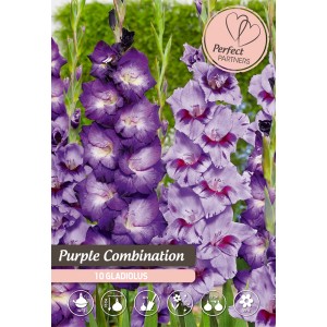 Gladiole "Mischung Purpur"