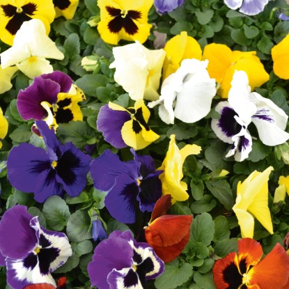 Mačeha, različne barve, Ø lončka pribl. 9 cm, Viola wittrockiana