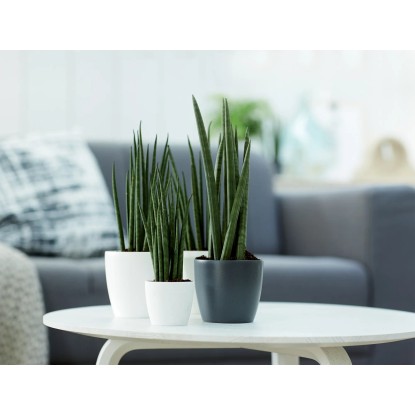 Elho Cvetlični lonec Brussels okrogel mini Ø 12,5 bel