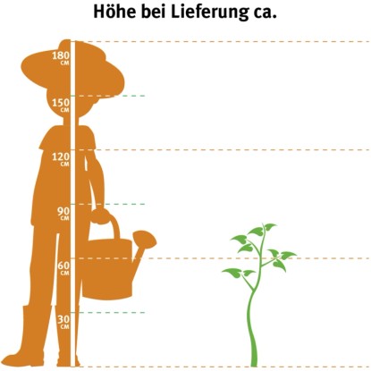 OBI Navadna metla rumena višina pribl. 60-80 cm lonec pribl. 3 l Cytisus