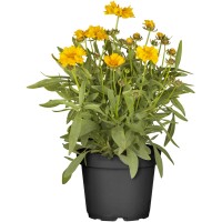 OBI Velikocvetne lepe očke Ø lonca pribl. 19 cm Coreopsis