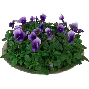 Spomladanske cvetlice v cinkovi posodi viš. 15 cm Ø lonca 29 cm Bellis perennis