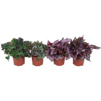 GROW by OBI Kraljevska begonija sortirana pribl. 30 cm Ø lončka pribl. 17 cm