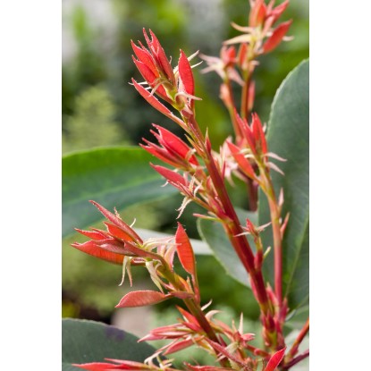 OBI Fotinija "Red Robin" višina pribl. 100–125 cm lonec pribl. 15 l Photinia
