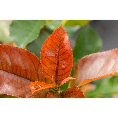 OBI fotinija Red Robin, višina pribl. 100-125 cm, lonec pribl. 10 l