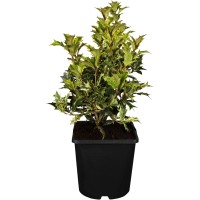OBI Bodičasti osmantus Tricolor Višina pribl. 20 - 30 cm Lonec pribl. 2 l