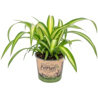 GROW by OBI Čopasta zelenčica višina pribl. 25 cm Ø lončka pribl. 12 cm