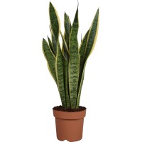 GROW by OBI Taščin jezik "Laurentii" (Sansevieria trif.) Ø lončka pribl. 17 cm