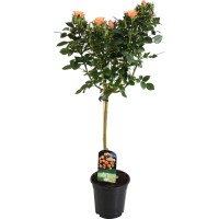 Stebelna vrtnica rumena/oranžna višina pribl. 70-80 cm loček prib. 2 l