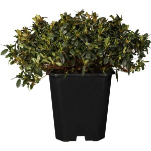 OBI Japonska azaleja "Purple Cushion" rdeča višina 5-10 cm lonec 2 l Azalea