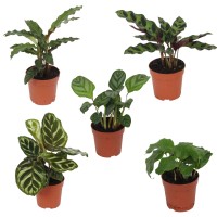 philodendron pink princess plant Philodendron Pink Princess Houseplant with Planter - Small (4