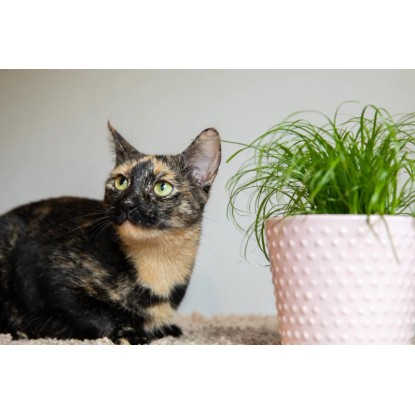 Ciprska trava "Mačja trava" Ø lončka pribl. 12 cm Cyperus zumula