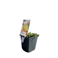 OBI Nizki rman rumen Ø lonca pribl. 9 cm x 9 cm Achillea