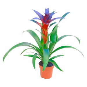 Guzmanija Modra Ø lončka pribl. 12 cm Guzmania