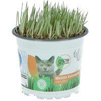 GROW by OBI Mačja trava Ø lončka pribl. 12 cm Triticum aestivum