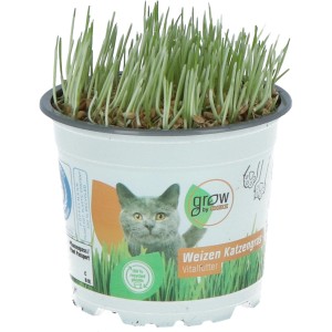 GROW by OBI Mačja trava Ø lončka pribl. 12 cm Triticum aestivum
