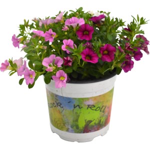 GROW by OBI Milijon zvončki "Trio" Ø lonca pribl. 12 cm Calibrachoa