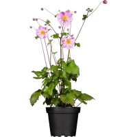Jesenska anemona pribl. 20-30 cm Anemone hupehensis