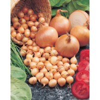 Čebulice Stuttgarter Riesen