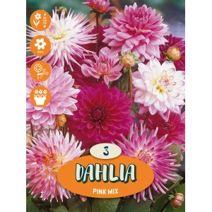 Dalije "Decorative Mischung"