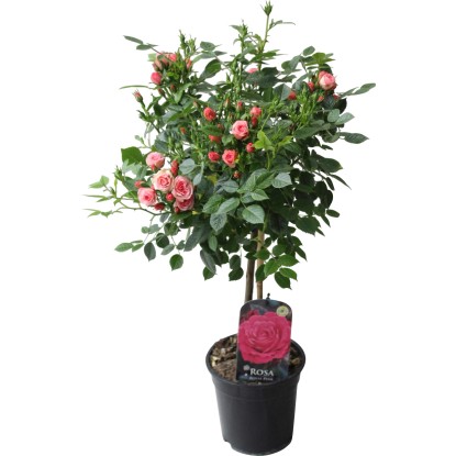 Stebelna vrtnica rožnata višina pribl. 70-80 cm lonček pribl. 2 l