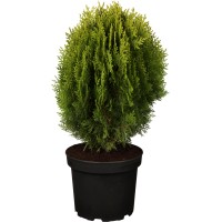 OBI Pritlikavi ameriški klek "Aurea Nana" rumena višina 10-20 cm lonec 2 l Thuja
