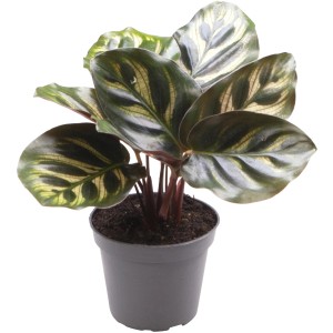 Kalateja Makoyana višina pribl. 7-12 cm Ø lončka pribl. 6 cm Calathea