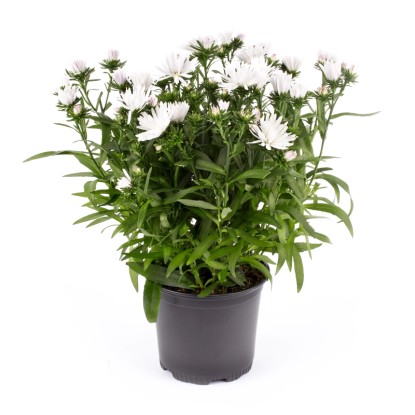 Astra barvna višine pribl. 15-25 Ø lončka pribl. cm 11 cm Aster Hybrid ...