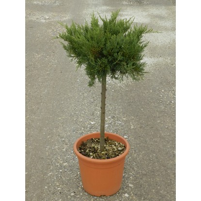 OBI Lejlandijeva cipresa "Gold Rider" višina 80 cm lonec 9 l Cupressocyparis