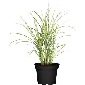 GROW by OBI Kitajski trstikovec "Strictus Dwarf" Ø l. 14 cm Miscanthus sinensis