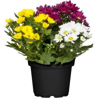 Krizantema "Swifty" Trio Ø lončka pribl. 12 cm Chrysanthemum
