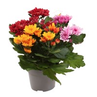 Krizantema "Autumn Melange" višine 20-30 cm Ø lončka 12 cm Chrysanthemum indicum