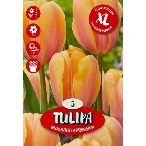 Čebulnica Tulipa Darwin Blushing Impression