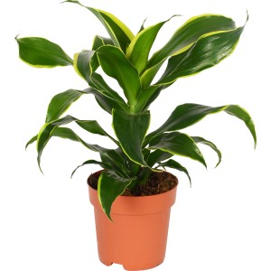 GROW by OBI Dišeči zmajevec Premer Ø lonca pribl. 17 cm (Dracaena fragrans)