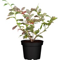 Borovnice Hortblue Petite višine pribl. 30 - 40 cm Lonec pribl. 3 l Vaccinium