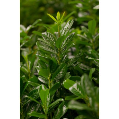 OBI lovorikovec Novita, višina pribl. 100 cm, lonec pribl. 10 l