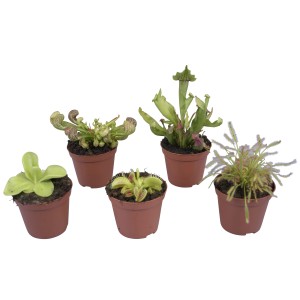 Mešane mesojede rastline, Ø lončka pribl. 9 cm, karnivori