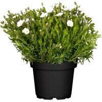 OBI Gorska peščenka bela Ø lonca pribl. 13 cm Arenaria