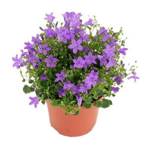 Zvončica "Dark Take" višine 20-25 cm Ø lončka 12 cm Campanula portenschlagiana