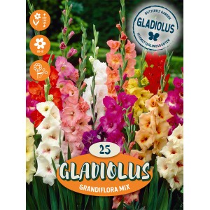 Gladiole "Mischung"