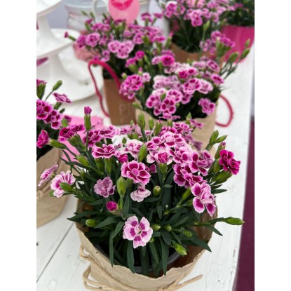 Trajni nagelj Pink Kisses rožnato-vijolična Ø lonca pribl. 10,5 cm Dianthus