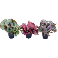 Kraljevska begonija Višina pribl. 7 - 12 cm Ø lončka pribl. 6 cm Begonia rex