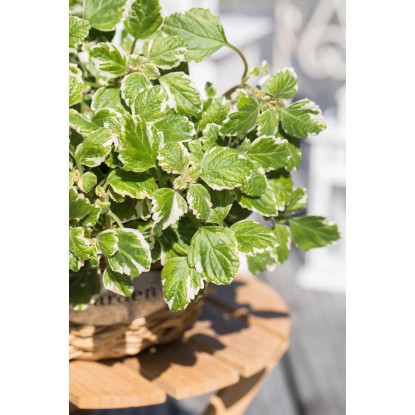 Švedski bršljan, Ø lončka pribl. 11 cm, Plectranthus